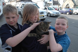 A Chagford village cat