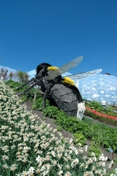 Giant Bee