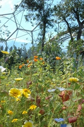 Beautiful wildflowers