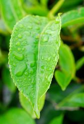 Tea leaf closeup