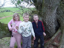 Kids in a tree