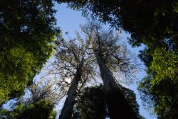 Trees in the Dandenongs