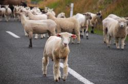 Sheep blocking our path