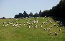 More Sheep!