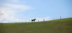 A horse running through the fields
