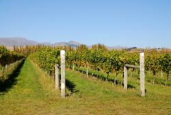 Marlborough wineries