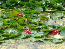 Beautiful Water Lillies