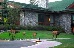 Elk wandering around the lodge