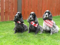 Three sweet doggies