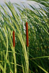 More cattails
