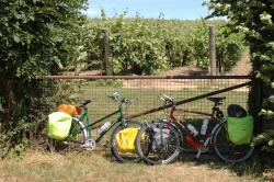 Bikes loaded up by a vineyard