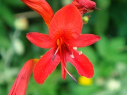 Close-up in red