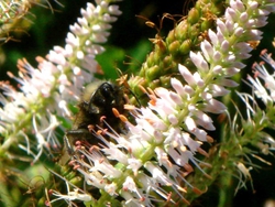 Bee Closeup