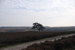 A tree on the moor