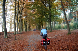 Through the forests