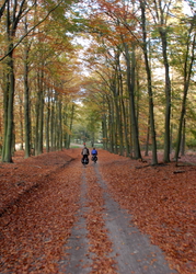 Nearly every lane is covered in leaves