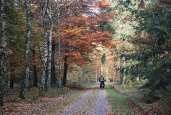 The trees have all changed colour