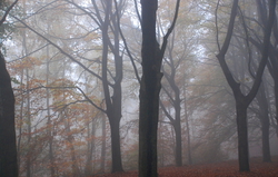 The forests look haunted