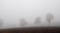 Ghost trees