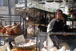 109-Chicken and egg seller.jpg