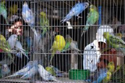110-Caged Birds.jpg