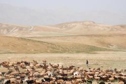 115-Shepherd and his flock.jpg