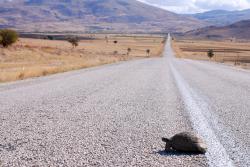 68-Turtle on the road.jpg