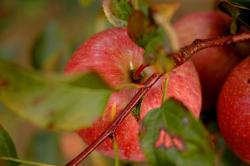 8-autumn apples in Germany.jpg