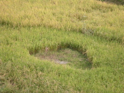 Rice field heart.JPG