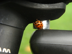 A visitor to the bikes