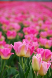 Tulip Fields of Holland