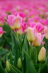 Tulip Fields of Holland