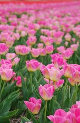 Tulip Fields of Holland