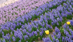 Tulip Fields of Holland