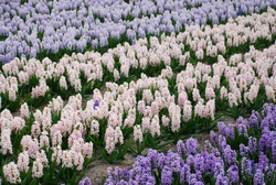Hyacinth Fields of Holland