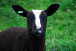 Baaaaaaaaa. Spring sheep in Holland.