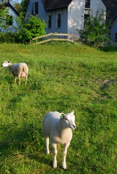 Spring lambs in Holland