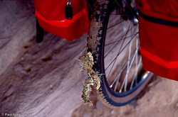 bicycle_meets_cactus.jpg