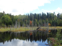 A beaver dam on a lake on the rail trial