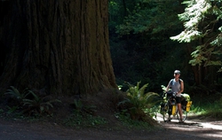Redwood_ sleeveless.jpg