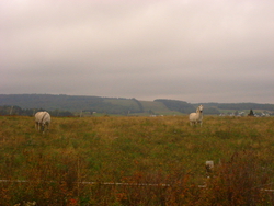 White horses outside Dorchester