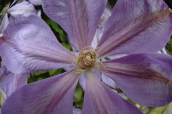 Gorgeous flowers