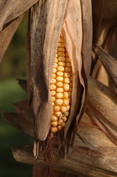 Ear of corn