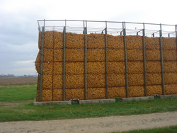 Corn stores in the fields