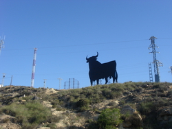 The famous Spanish bull