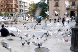 Feeding the birds in Valencia