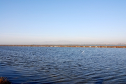 The lake with local birds