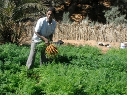 A Moroccan man pulling carrots from his garden