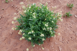 Did you know Rocket grows in the desert?