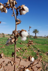 Cotton growing in the field